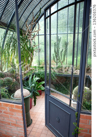 Mediterranean plants growing in a hothouse 136208376