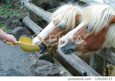 Pony eating food 136208515