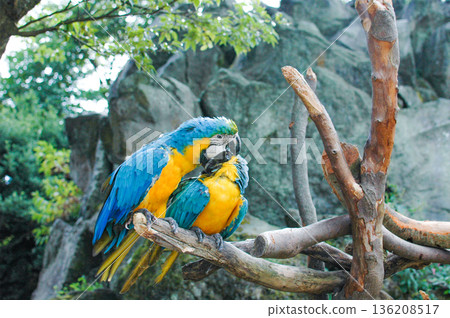 A friendly blue macaw A friendly blue macaw 136208517