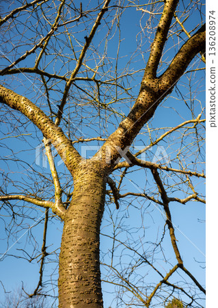 Tree with bare branches against a clear blue sky 136208974