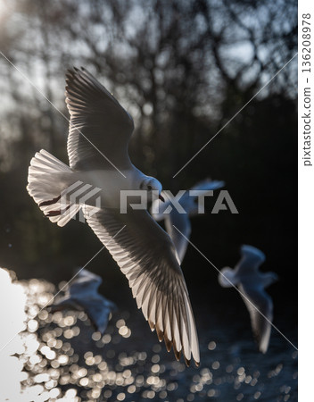 Black-headed gull in winter plumage with back lighting. Bird in flight over the lake at Kelsey Park, a public park in Beckenham, Kent, UK. 136208978