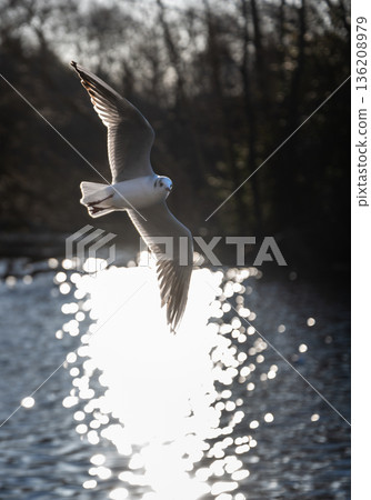Black-headed gull in winter plumage with back lighting. Bird in flight over the lake at Kelsey Park, a public park in Beckenham, Kent, UK. Black-headed gull in winter plumage with back lighting. Bird in flight over the lake at Kelsey Park, a public park in Beckenham, Kent, UK. 136208979