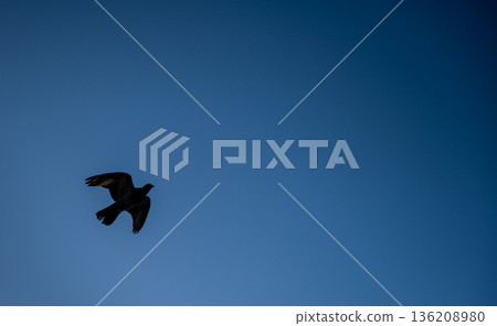 Pigeon in silhouette against a clear blue sky Pigeon in silhouette against a clear blue sky 136208980
