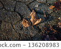 Fallen leaf lying on a path in afternoon sunlight 136208983