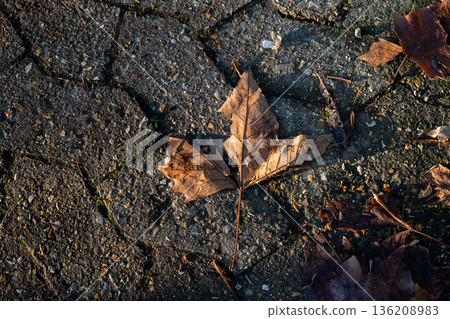 Fallen leaf lying on a path in afternoon sunlight 136208983