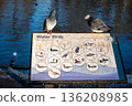 Pigeons sitting on a sign in Kelsey Park, a public park in Beckenham, Kent, UK with the lake behind. 136208985