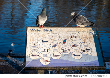 Pigeons sitting on a sign in Kelsey Park, a public park in Beckenham, Kent, UK with the lake behind. 136208985