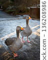Two greylag geese in the snow. Greylag goose (anser anser) in Kelsey Park, Beckenham, Kent, UK. 136208986