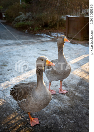 Two greylag geese in the snow. Greylag goose (anser anser) in Kelsey Park, Beckenham, Kent, UK. 136208986