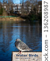 Pigeon sitting on a sign in Kelsey Park, a public park in Beckenham, Kent, UK. Lake, trees ans buildings behind. 136208987