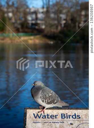 Pigeon sitting on a sign in Kelsey Park, a public park in Beckenham, Kent, UK. Lake, trees ans buildings behind. 136208987