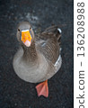 A greylag goose looking up at the viewer. Greylag goose (anser anser) in Kelsey Park, Beckenham, Kent, UK. 136208988