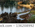 Fallen tree in Kelsey Park, Beckenham, Kent, UK. Winter scene with snow on the tree trunk. Lake with water birds behind. 136208992