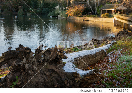 Fallen tree in Kelsey Park, Beckenham, Kent, UK. Winter scene with snow on the tree trunk. Lake with water birds behind. Fallen tree in Kelsey Park, Beckenham, Kent, UK. Winter scene with snow on the tree trunk. Lake with water birds behind. 136208992