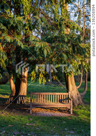 Park bench in late afternoon sunshine. Bench in Kelsey Park, Beckenham, Kent, UK with two trees, grass and light snow. 136208994