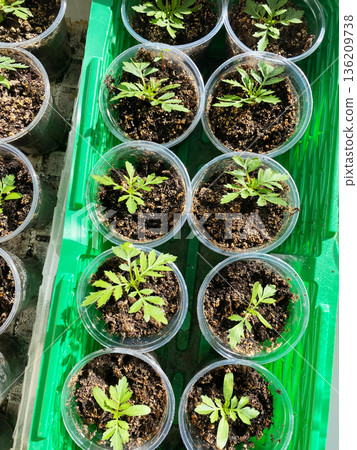 Young green plants growing in clear plastic cups filled with soil, arranged neatly on a green tray, showcasing the early stages of plant cultivation and growth 136209738