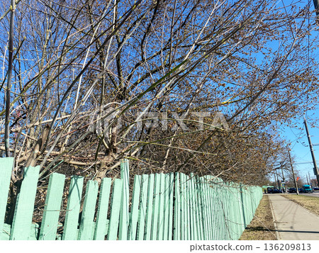 Bare trees with sparse branches are lined along a pastel green wooden fence beside a sidewalk on a clear day, showcasing a tranquil outdoor scene with natural elements 136209813