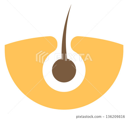 Hair follicle color icon. Skin product symbol 136209816