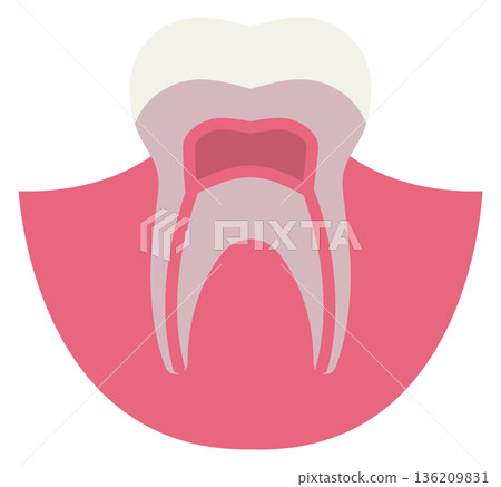 Tooth in gum. Dental anatomy. Oral treatment color icon Tooth in gum. Dental anatomy. Oral treatment color icon 136209831