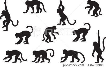 Collection of diverse monkey silhouettes in various poses isolated on transparent background vector graphics art images design elements animal illustration wildlife apes marmoset gibbons lantern 136209986