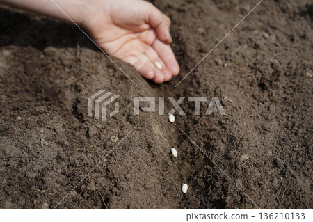 Boy putting bean into fresh soil outdoors, closeup Boy putting bean into fresh soil outdoors, closeup 136210133