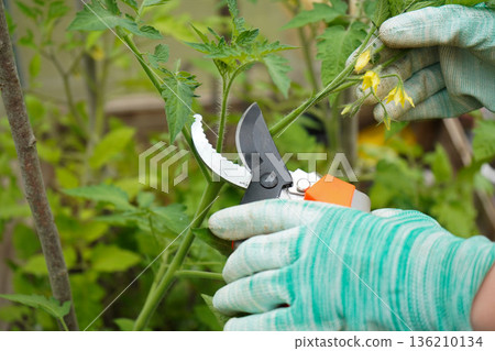 Close-up of tomato plant and hands with pruning shears shaping plant Close-up of tomato plant and hands with pruning shears shaping plant 136210134