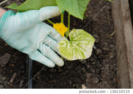 Dry and yellow cucumber leaves, the concept of problems in the garden 136210135