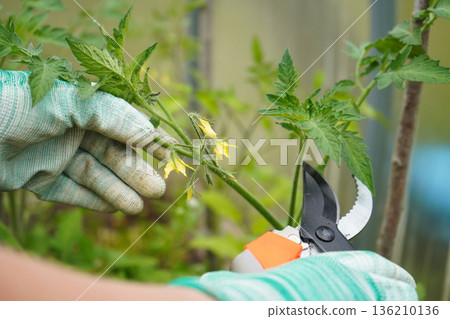 Regularly removing tomato suckers allows the main stem to develop a stronger structure. Regularly removing tomato suckers allows the main stem to develop a stronger structure. 136210136
