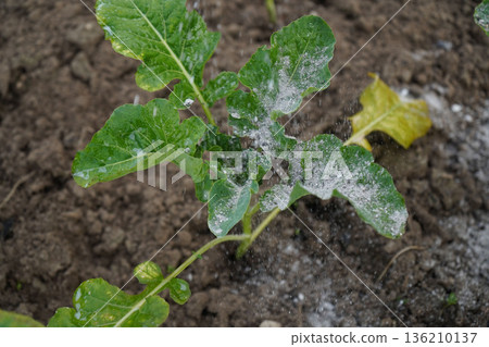 young cabbages sprinkled with ashes for protection from the pests young cabbages sprinkled with ashes for protection from the pests 136210137