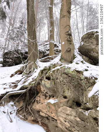 Snow-covered forest with exposed tree roots on sandy rocks on a winter day 136210497