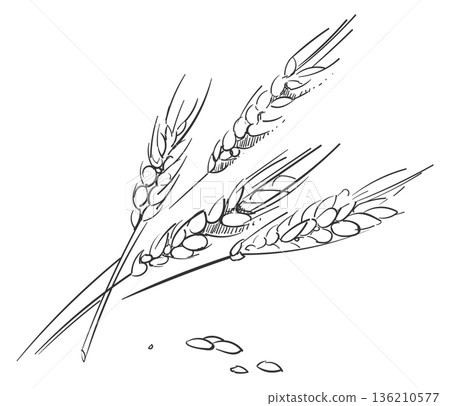 Crop ears sketch. Farm plant hand drawing 136210577