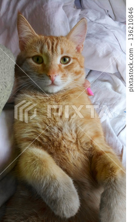 A cat is laying on a bed 136210846