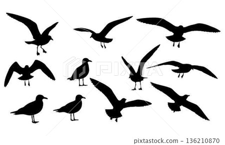 Silhouette of seagulls in different poses against a white backdrop Silhouette of seagulls in different poses against a white backdrop 136210870