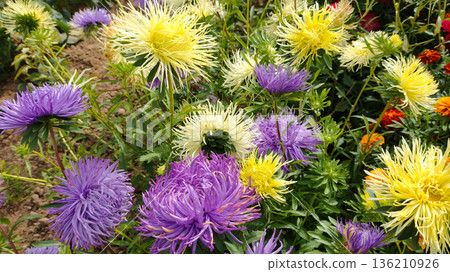 A bunch of flowers with yellow and purple flowers A bunch of flowers with yellow and purple flowers 136210926