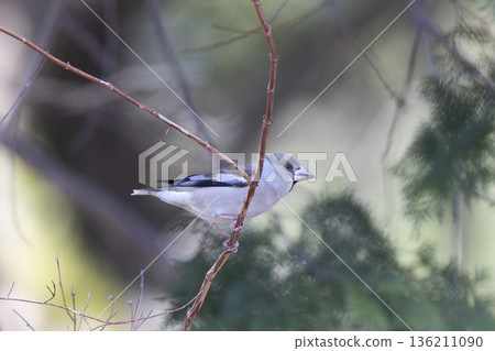Shime perching on a branch 136211090