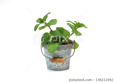 Potted mint on white background 136211092