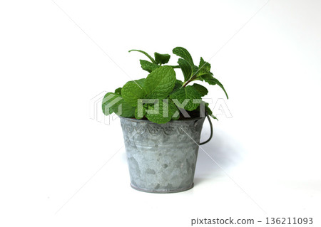 Potted mint on white background 136211093