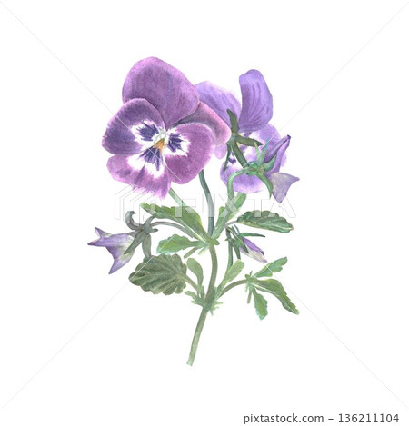 A freestanding branch of burgundy pansy flower with leaves and buds, hand-painted in watercolor on an isolated white background. Simple spring botanical clip art illustration for design or decoration A freestanding branch of burgundy pansy flower with leaves and buds, hand-painted in watercolor on an isolated white background. Simple spring botanical clip art illustration for design or decoration 136211104