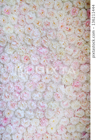 Floral backdrop featuring a dense arrangement of soft pink and white flowers, creating a romantic and serene atmosphere ideal for events, photography, and design projects 136211444