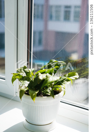 Living green plant in a white pot on a bright windowsill, sunlight streaming in, creating a serene atmosphere with ample copy space for text or design elements Living green plant in a white pot on a bright windowsill, sunlight streaming in, creating a serene atmosphere with ample copy space for text or design elements 136211506