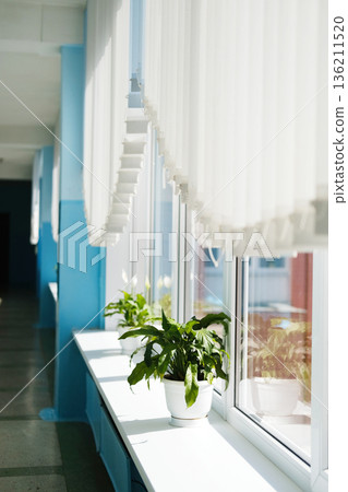 Bright school corridor interior featuring large windows with sunlight streaming in, showcasing a potted plant on a windowsill, creating a serene and inviting atmosphere with copy space 136211520