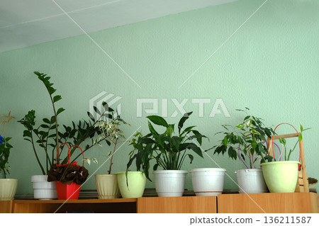 Live plants in colorful pots arranged on a wooden shelf in a bright school classroom, enhancing the educational environment for children with vibrant greenery 136211587