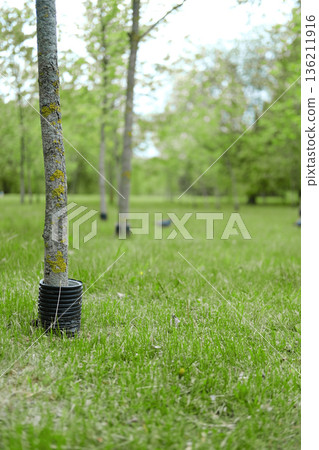 Black protective corrugated casing surrounds young tree trunk in lush green field, showcasing nature's growth with ample copy space for design elements Black protective corrugated casing surrounds young tree trunk in lush green field, showcasing nature's growth with ample copy space for design elements 136211916