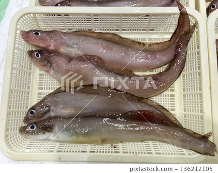 水魚 水魚 136212105