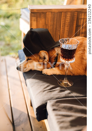 Sleeping corgi in cap beside a drink on sunny patio 136212240