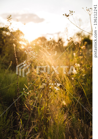 Wild meadow flowers and grasses glowing in golden sunset light 136212241