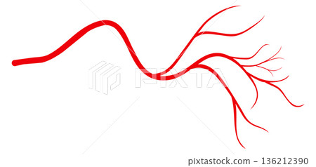 Vein icon. Blood vessel. Medical body anatomy 136212390