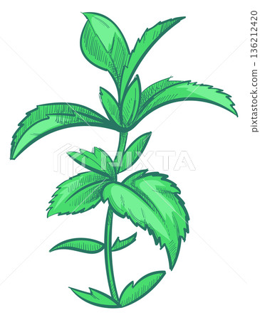 Growing herb cartoon icon. Garden nature plant Growing herb cartoon icon. Garden nature plant 136212420