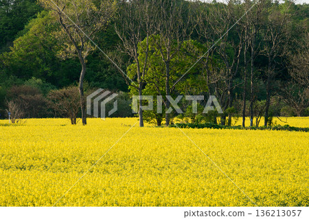 Landscape with rape field Landscape with rape field 136213057
