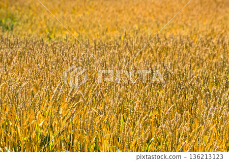 Wheat field shining golden color Wheat field shining golden color 136213123